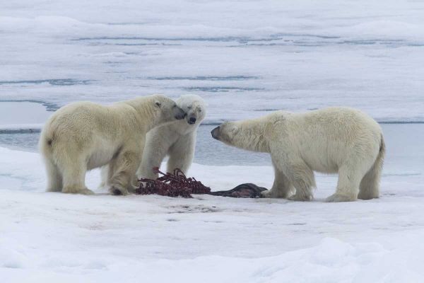 Norway, Svalbard Three polar bears greeting each